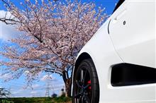 今年の桜、やっと見れましたヽ(^^*ﾉ