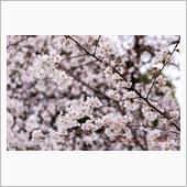 神代曙の開花🌸小松乙女と染 ...