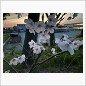 宵桜