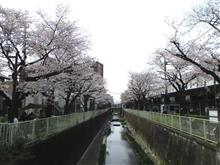 静かな花見
