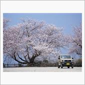 ジムニーでぶらととち桜旅（１ ...