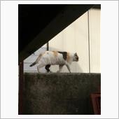 &#39;22 野良猫日記 其の五十 ...