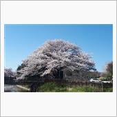 ご近所の桜散策🌸