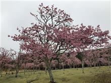 天城の陽光桜を見に行きました。