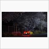 夜桜第二弾