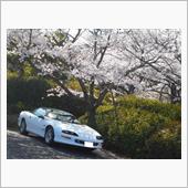 バラパンと桜