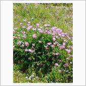 地味ですが・・・・・
