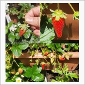 今朝の一粒🍓