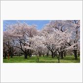 【桜見頃・駐車場情報】小金井 ...