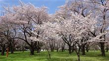 【桜見頃・駐車場情報】小金井公園・武蔵野公園