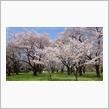 【桜見頃・駐車場情報】小金井公園・武蔵野公園