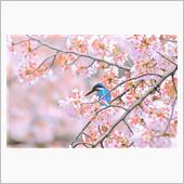 見頃過ぎの桜に留まったカワセ ...
