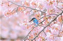 見頃過ぎの桜に留まったカワセミ君と近くのツミ