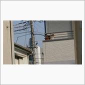 &#39;22 野良猫日記 其の五十六