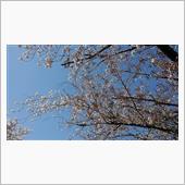 桜2022