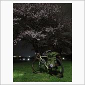 夜桜三度