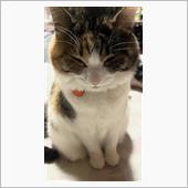 今夜のもかちゃん