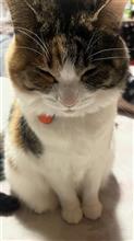 今夜のもかちゃん