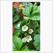 今日もイチゴの花がたくさん咲 ...