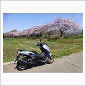見沼の桜（その3）
