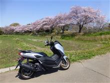 見沼の桜（その3）
