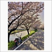 桜2022　その3