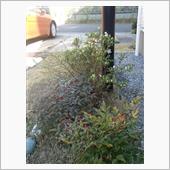 ツツジ開花開始