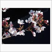 今年の桜 2022/04/0 ...