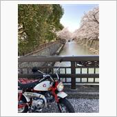 桜2022　その4