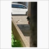 &#39;22 野良猫日記 其の五十 ...