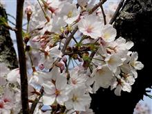 今年の桜もきれいでした