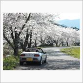 桜2022　その5