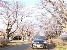 夕暮れの桜が繋ぐ出会い