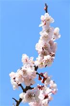 梅の花が咲きました　２