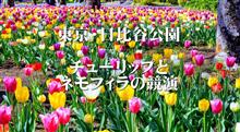 東京・日比谷公園　～都会のオアシスもチューリップが満開～