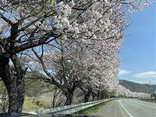 満開の桜に誘われて　温泉と十割蕎麦のドライブ