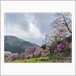 2022-12 あきる野の桜
