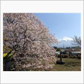 狩宿の下馬桜 2022