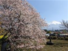 狩宿の下馬桜 2022