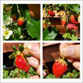 今日の２粒🍓