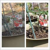 トマトの苗を植えて10日🍅