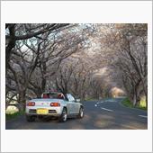 桜2022　その6