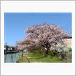桜が咲き始めました