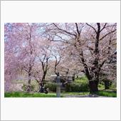 桜と桃のお花見ツーリング（富 ...