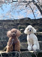 チョコとブラン122彦根城の🌸桜