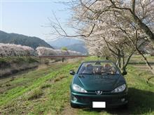 桜朝練とPandaお迎え