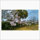 渉成園でお花見を楽しみました！