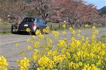 2022/4/9　「正」でランチ～南阿蘇の桜