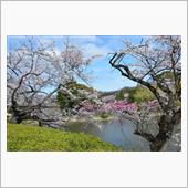 三月末の桜