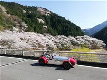 桜ドライブ